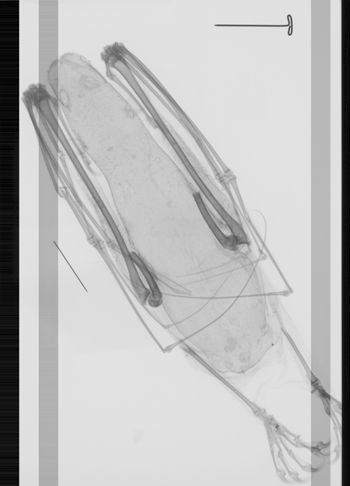 Media type: image; Mammalogy 35044   Description: Xray of skin.;